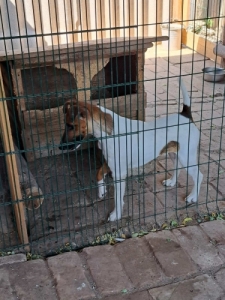 Honos�tott cseh t�rzsk�nyvezes munkavonal� foxterrier kan