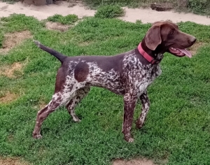 N�met vizsla
