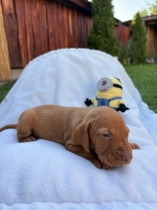 Magyar vizsla 