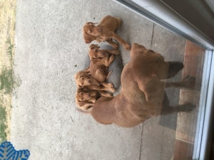 Magyar vizsla