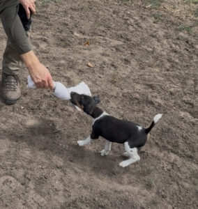Simasz�r� Foxterrier k�ly�k 