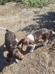 Kis munsterlandi vizsla