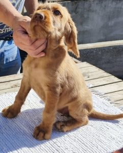 Dr�tsz�r� magyar vizsla