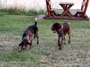 N�met vizsla k�lyk�k (kan, szuka)