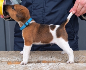 Munkavonal� t�rzsk�nyvezett foxterrier kan kiskutya