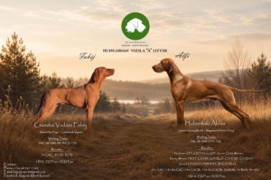 Magyar Vizsla , Bajnok-Menti 