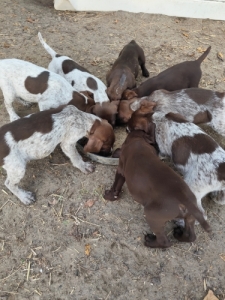 N�met vizsla 