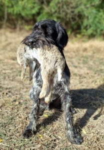 Dr�tsz�r� n�met vizsla