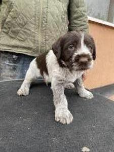 Dr�tsz�r� n�met vizsla kiskuty�k