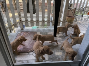 R�vidsz�r� magyar vizsla