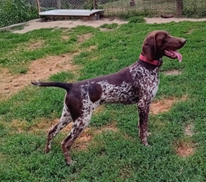 N�met vizsla