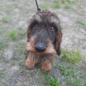 Sz�lk�s tacsk� feln�tt kuty�k