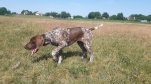 N�met Vizsla elad�