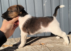 Munkavonal� t�rzsk�nyvezett foxterrier kiskutyàk