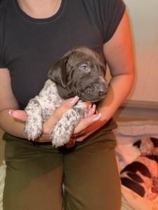N�met vizsla