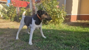 Simasz�r� foxterrier kan kutya